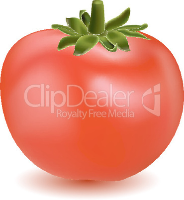 tomato vegetable