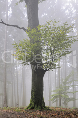 Baum im Nebelwald