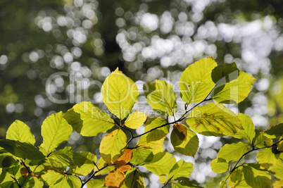 Buchenzweige im Herbstwald