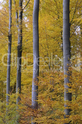 Herbstwald