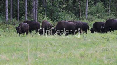 Bison Canada forest P HD 1350