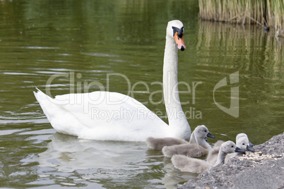 Schwanen Familie