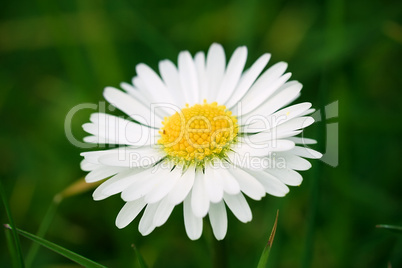 fleur blanche paquerette marguerite nature