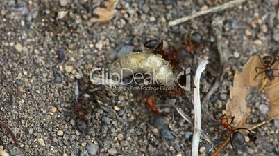 Fight ants with larva.