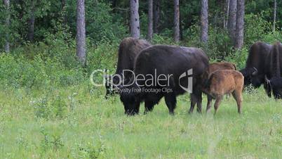 Bison Canadian forest P HD 1351