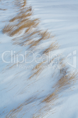 Grass and wind blown snow