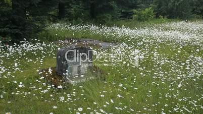 Cemetery daisy flowers headstone P HD 8415