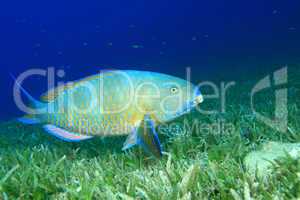 Bicolor Parrotfish