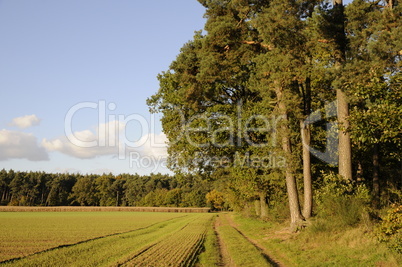 Waldrand im Herbst