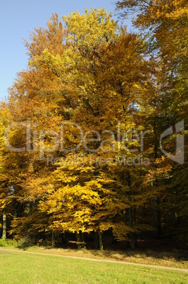 Waldrand im Herbst