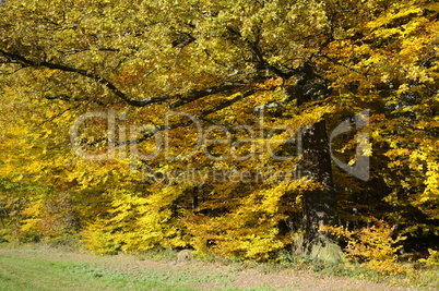 Waldrand im Herbst