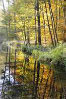 Teich im Herbst