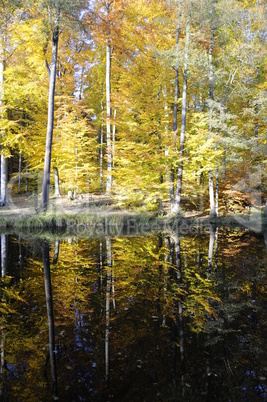 Teich im Herbst