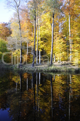 Teich im Herbst