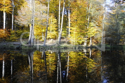 Teich im Herbst