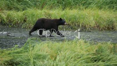 Bear walking along river Alaska P HD 8680