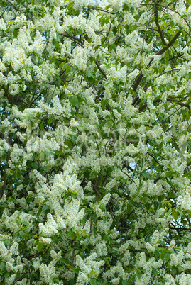 Baumblüte - Blooming trees