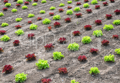 Feld mit Salat