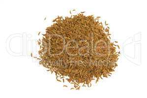 Kümmel (Carum carvi) - Caraway or Persian cumin