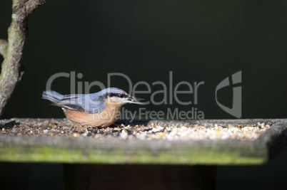 Nuthatch (Sitta europaea)