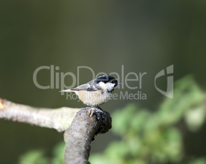 Coal Tit (Parus ater)