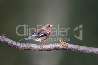 Chaffinch (Fringilla coelebs)