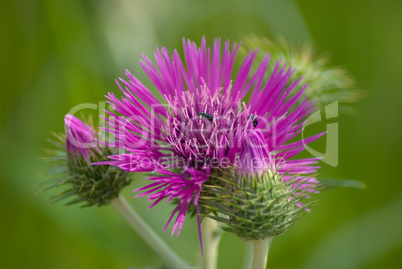 Sumpfkratzdistel (Cirsium palustre)