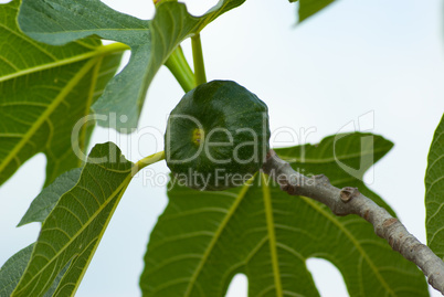 Echte Feige (Ficus carica) - Common fig (Ficus carica)