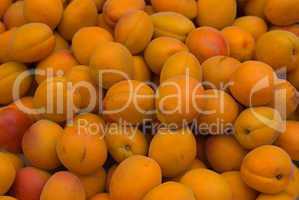 Aprikose (Prunus armeniaca) - Apricot