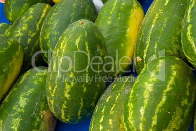 Wassermelone (Citrullus lanatus) - Watermelon