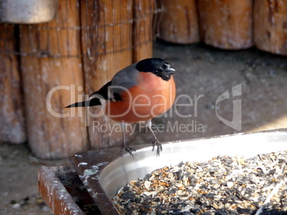 Bullfinch at the feeding trough