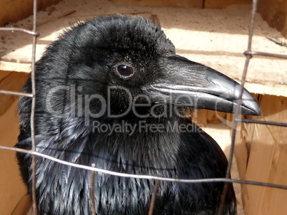 Black raven