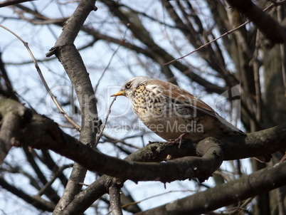 Young thrush