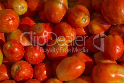 Tomate (Solanum lycopersicum) - Tomatoe