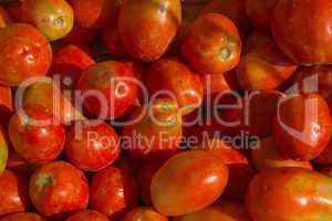 Tomate (Solanum lycopersicum) - Tomatoe