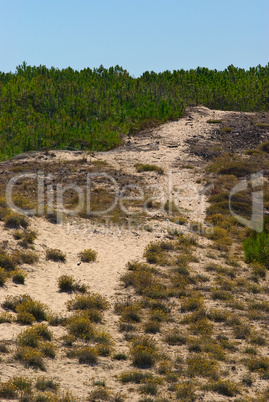 Dünen am Atlantik, Frankreich - Dunes at the atlantic ocean, fra