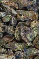 Austern (Ostreidae) - Oysters