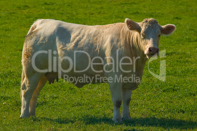 Charolais Rind - Charolais cattles