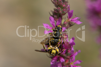 Bienenwolf (Philanthus triangulum)