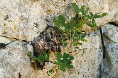 Feige (Ficus) in Felsspalte