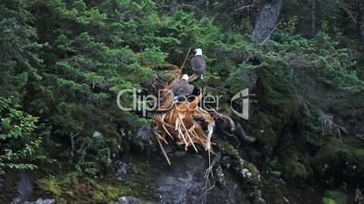 Bald eagles high on mountain tree P HD 7424
