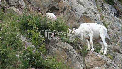 Dall Sheep Alaska on ledge P HD 1549