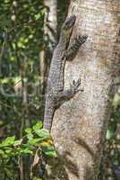 Monitor Lizard on a Tree, Whitsunday Islands