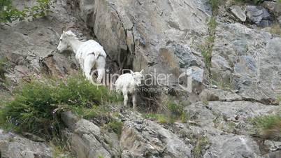 Dall Sheep baby and mother on cliff P HD 1557