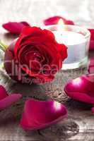 Rose und Blütenblätter / rose and petals