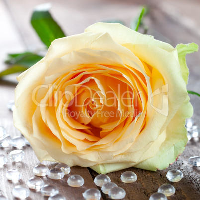 eine gelbe Rose / a yellow rose