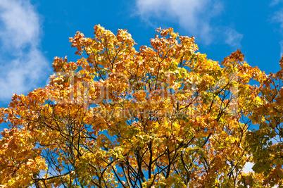 autumn