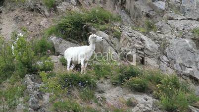 Dall Sheep female on mountain P HD 1559