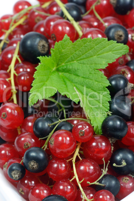 Johannisbeeren