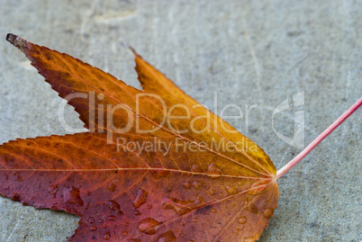 Autumn Leaf over a Gray Background Autumn Leaf over a Gray Background